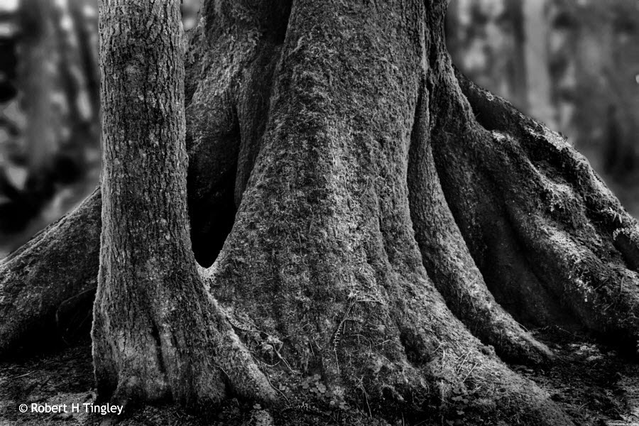 Quinalt Forest #203 BW